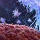 UK Food Intolerance explain the 5 foods you can eat in order to boost your immune system