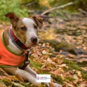 UK Food Intolerance can help you to identify more about pet food intolerance tests
