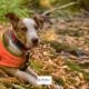 UK Food Intolerance can help you to identify more about pet food intolerance tests