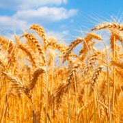 image of wheat field