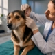 Veterinarian examining a dog's irritated ear