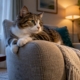Cat resting amid household sensitivity triggers