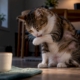Cat grooming beside food bowl