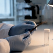 Hair sample being examined in laboratory