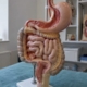 Digestive tract model showing stomach and ileum