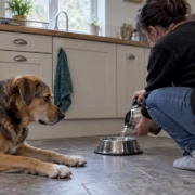 Dog resting beside a freshly filled water bowl